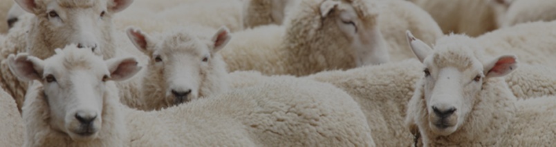 Sheep